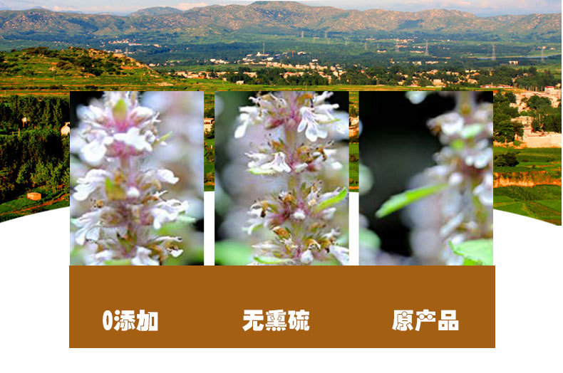 Bai Mao Xia Ku Cao (Ajuga decumbens) — Dried Whole Herb, 500g quality and texture