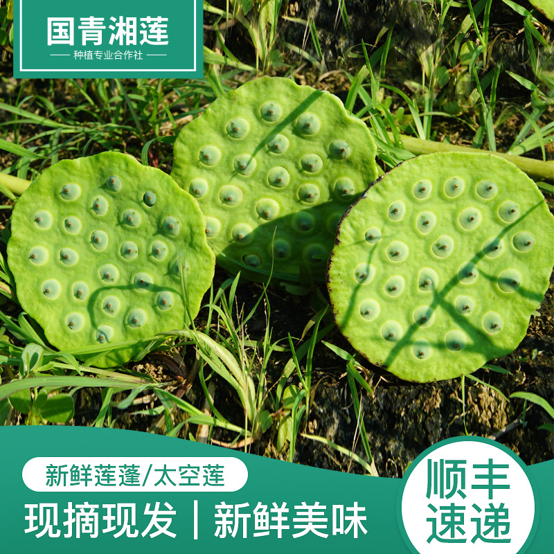 吃蓮蓬有什麽好處 基地求購蓮子供應當日采摘新鮮帶蓬蓮子批發