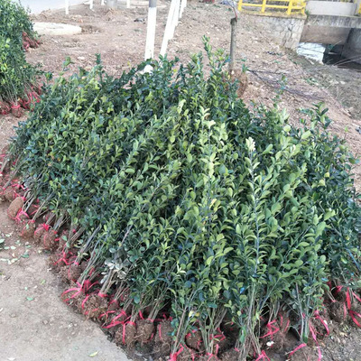 Holly Holly Ball Euonymus France holly Holly shells Suitable courtyard Landscaping