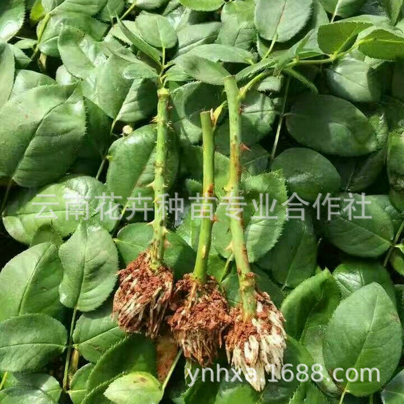 玫瑰花苗基地批发玫瑰种苗 昆明玫瑰花苗 棵棵精挑细选|ms