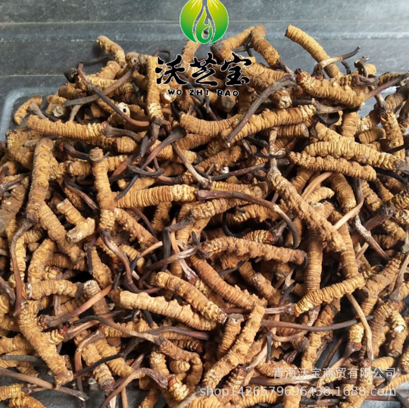 New products Added Cordyceps Off the grass Original Country of Origin wholesale