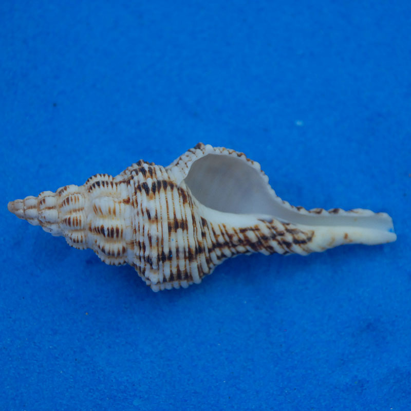 Spotted long spiral conch, natural seashell wholesale, aquarium decoration, photo background, factory direct sales.