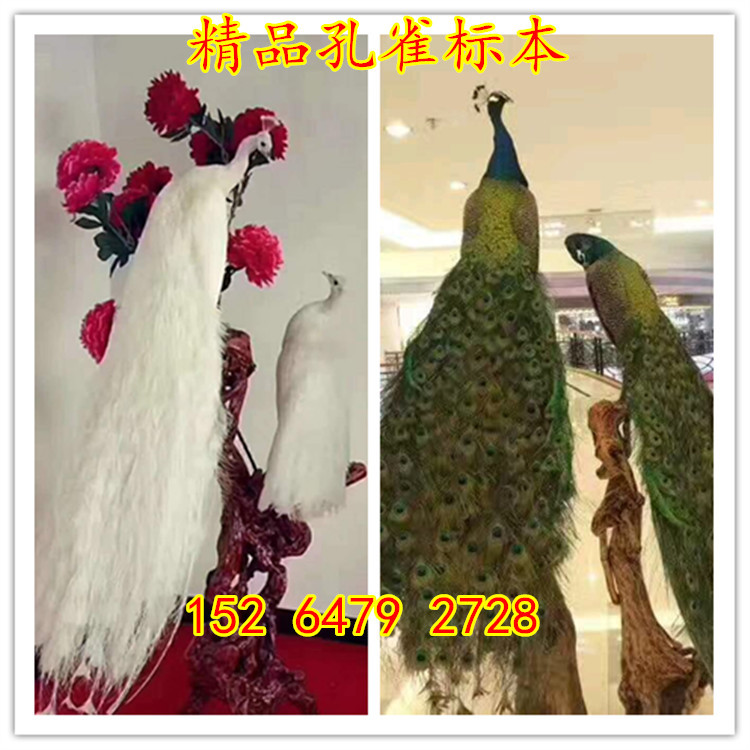 蓝孔雀标本制作出售 山鸡标本 红腹锦鸡标本价格 白孔雀标本价格