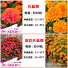 Color bags of peacock grass Wanshou chrysanthemum green courtyard balcony balcony flower chills resistance and viewed flowers seeds