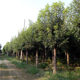 山东速生白蜡老白蜡树基地价格图片批发种植绿化树苗工程苗行情