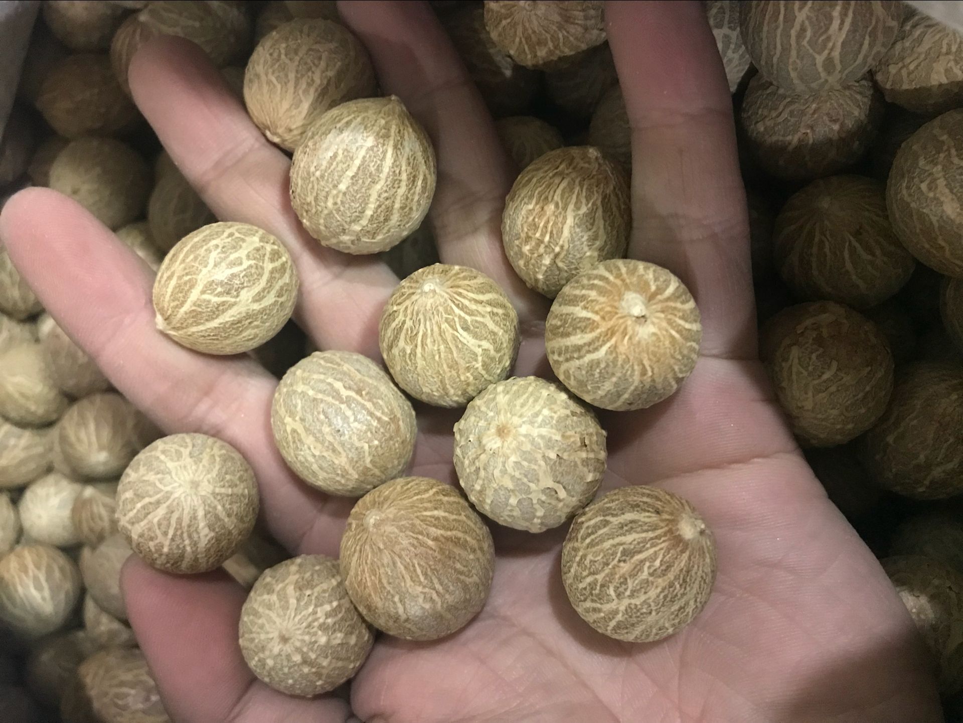 什么样的金刚菩提才算得上是精品串？ - 知乎