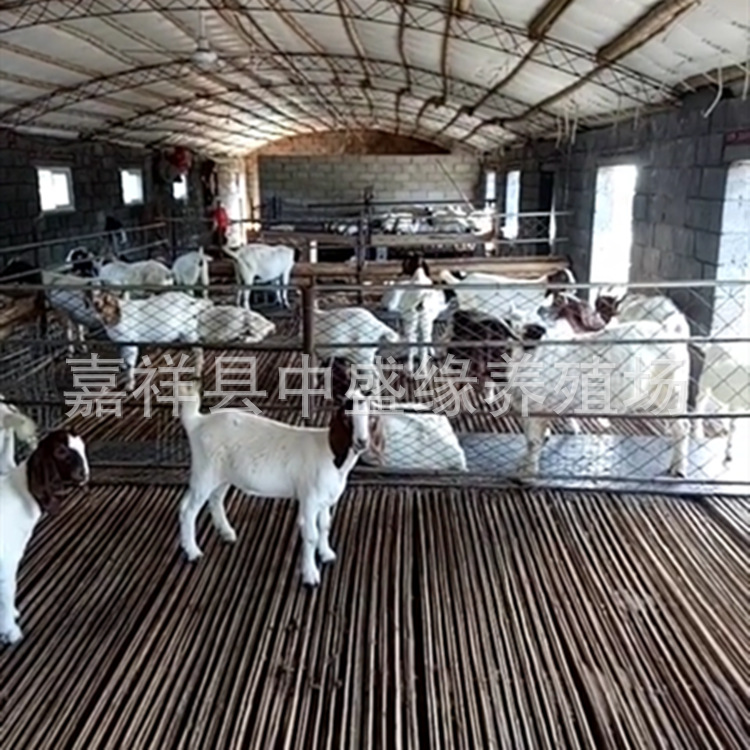 四川牛羊养殖 波尔山羊 种羊价格 波尔山羊种羊的效益分析