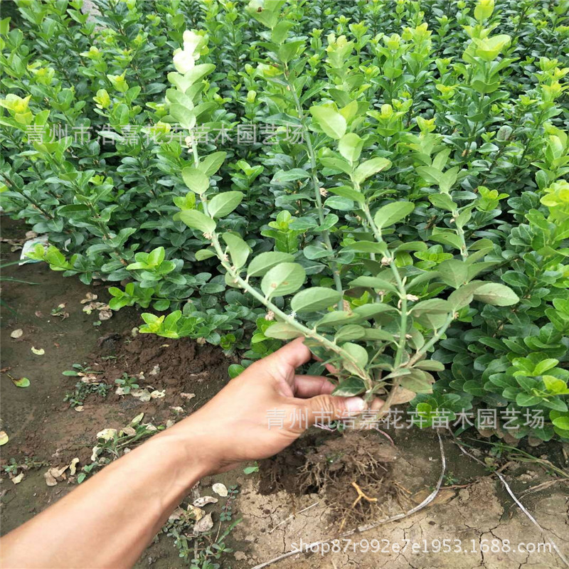 卫矛绿篱价格     江苏卫矛批发基地     卫矛植物图片