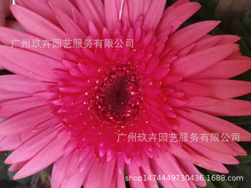 Различные цвета Гербера Цветочный завод Горшечный парк Пейзаж Озеленение растений