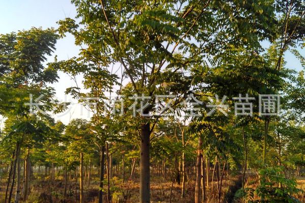 mmexport1531177149751