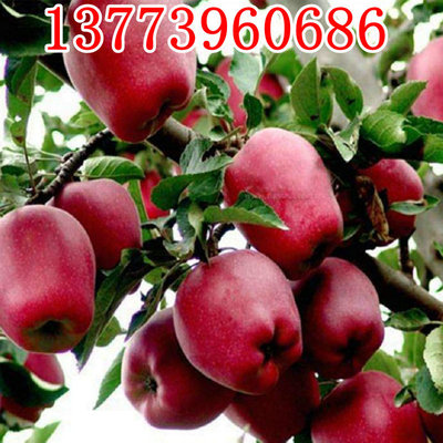 wholesale Dwarf Apple trees Red star Delicious Apple trees Delicious Sapling wholesale Snake Guomiao