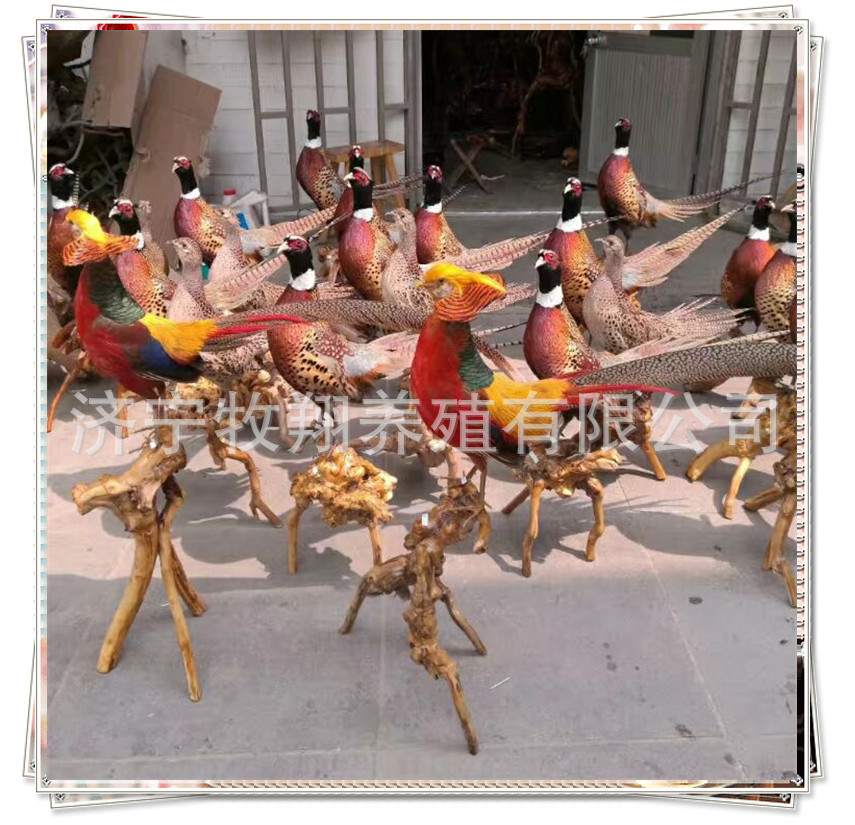 太原哪里有卖孔雀标本的 山鸡标本 鳄鱼标本梅花鹿标本多少钱一架