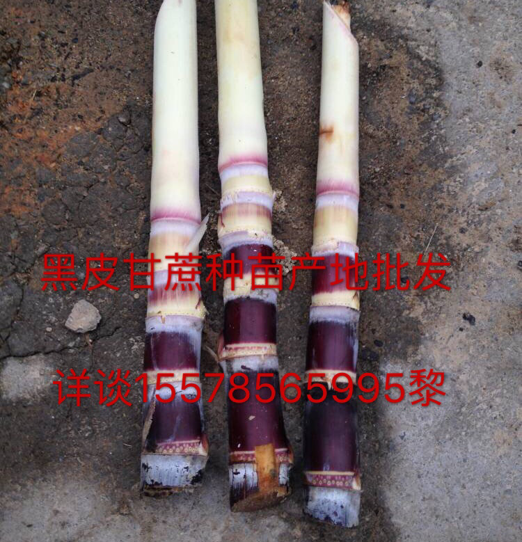 Guangxi Black cane Seedlings wholesale Black cane Seedlings Place of Origin wholesale
