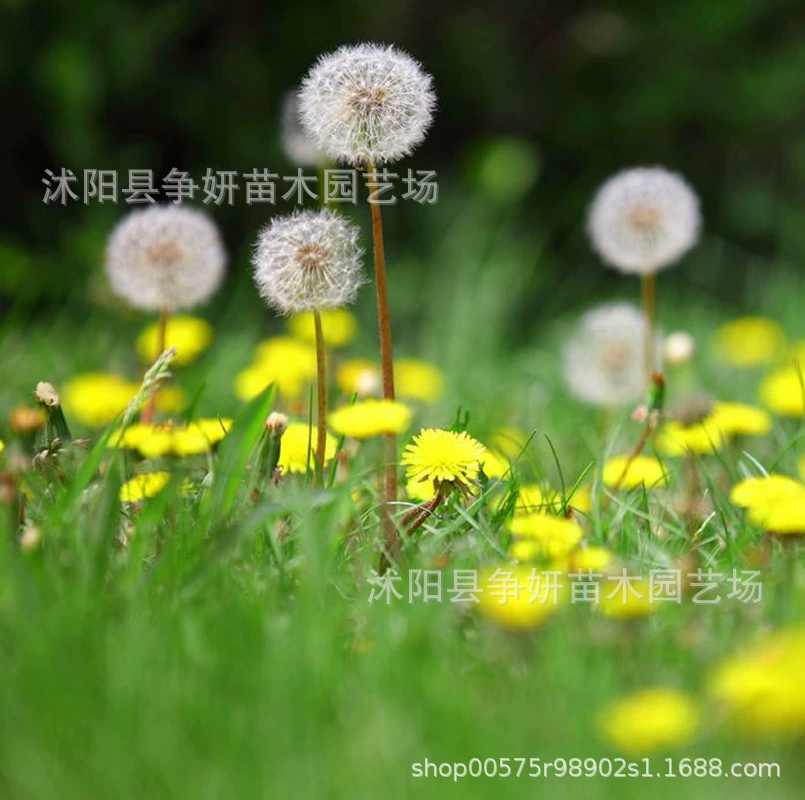 Оптовая продажа Семена одуванчика с большими листьями Семена одуванчика Съедобные семена диких овощей Семена тещи Четыре сезона Посев Бесплатная доставка
