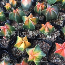 �t��[�P�� �t�~�[�P�� ����ֱ��  ����������