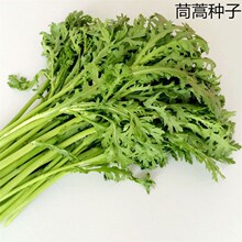 散装茼蒿种子 同蒿 菊花菜 光杆茼蒿 优质蔬菜中叶小叶茼蒿种批发