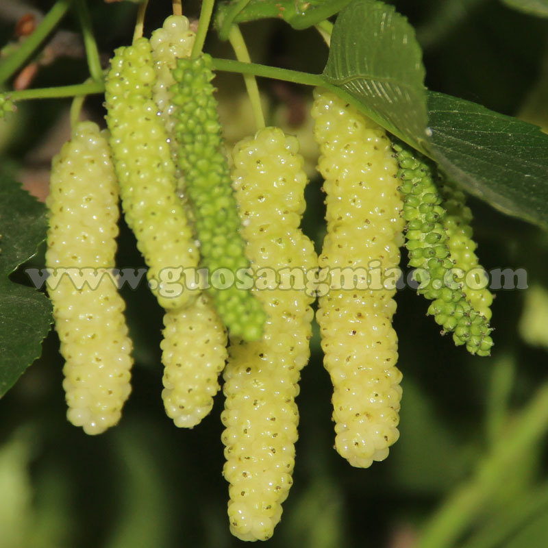 白色长果桑香金葚果苗,特甜浓香型白长桑葚果桑苗优良桑葚新品种