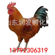 脱温鸡苗-脱温鸡苗价格行情走势