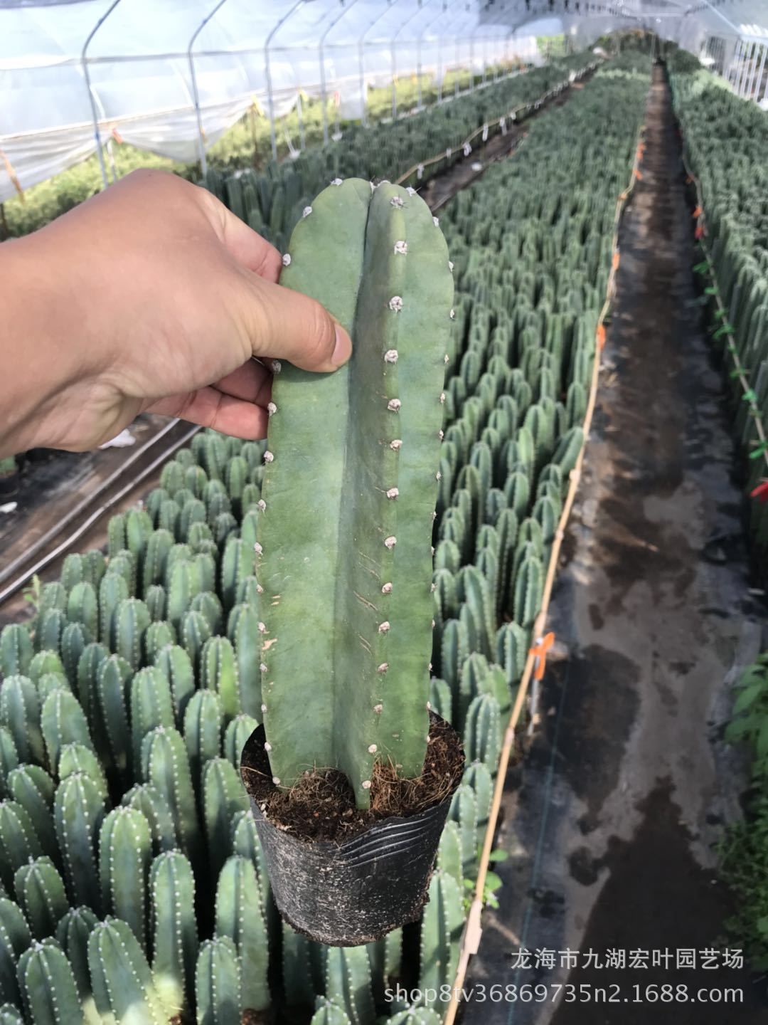量天尺 铁柱仙人柱 仙人掌沙生植物多肉绿植景观盆栽漳州产地批发-阿里巴巴