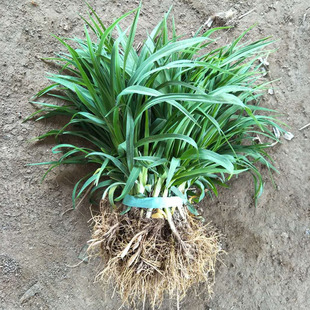 ����������������� ����� �t��ʯ����� ͥԺ ��· ���@�G��