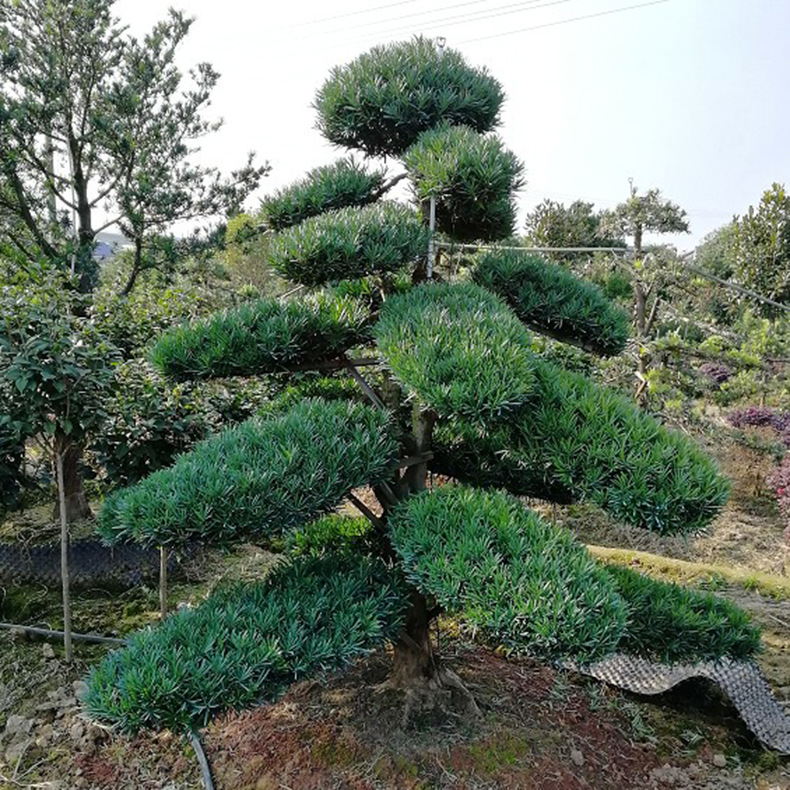 奇异古-桩景园 (377) 副本.jpg