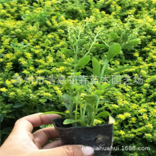 �̓r�����l���߾��� �޸����������߾����� ���� ����ă�