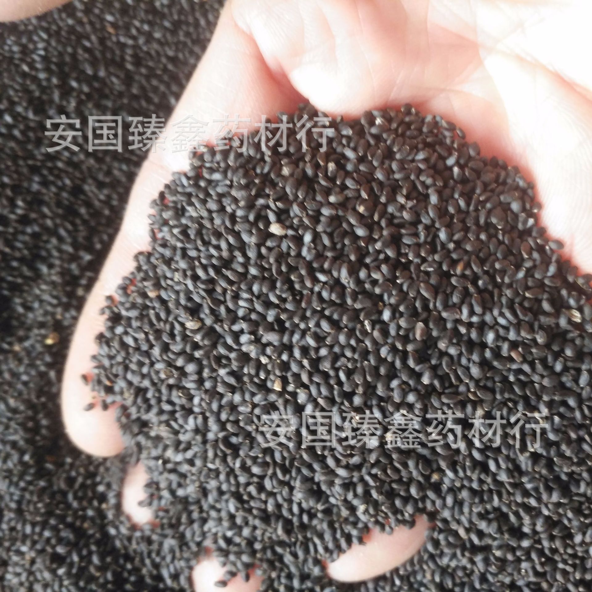 明列子的功效与作用,桑葚的效与作用,鱼腥草的效与作用(第12页)_大山谷图库