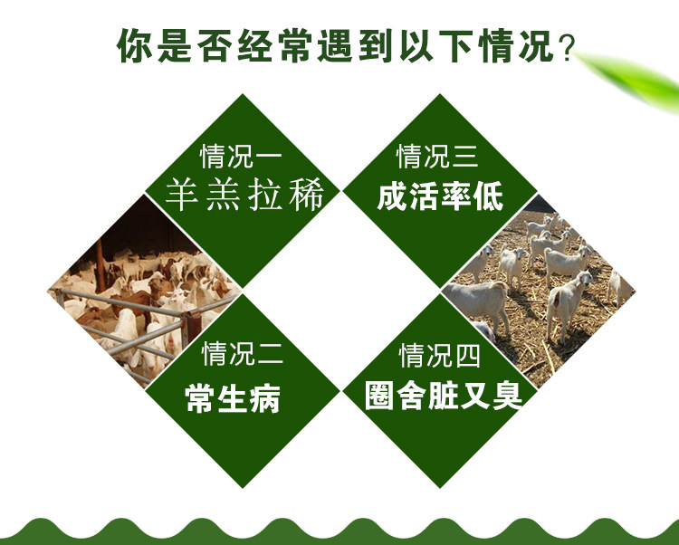  肉羊育肥时用这种益生菌长膘快吸收好