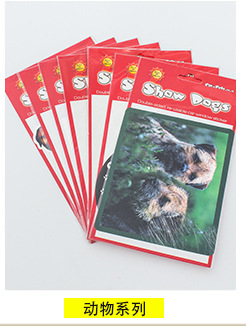 动物系列