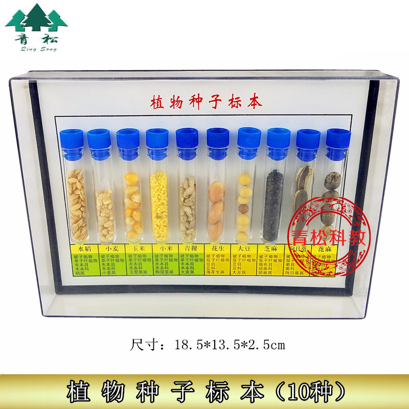 中小学幼儿园教学实验自然教材粮食植物种子传播标本认识儿童礼物