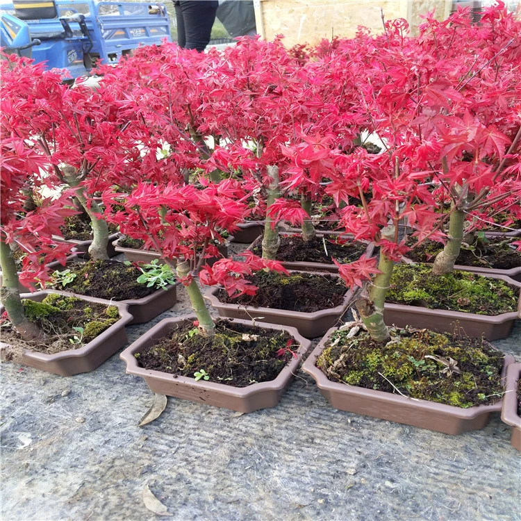 Японский красный клен бонсай гостиная Крытая листва растение красный сад Данкай сад в горшках