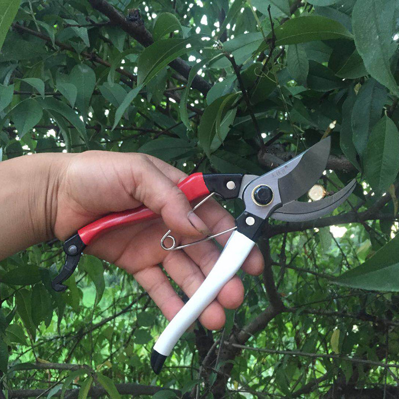 朱铁匠65锰省力专业园林果修枝剪 鸟嘴型半包塑摘果剪刀加工定制