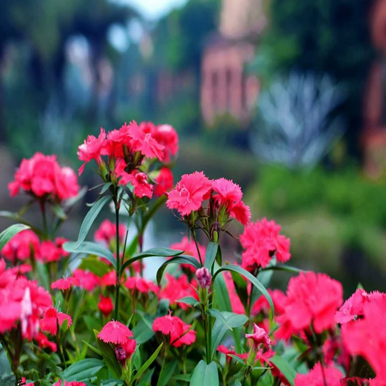 [Dragon Horticulture] Сорта семян гвоздик с зелеными цветами Полная Большая скидка Может быть оплачена по прибытии