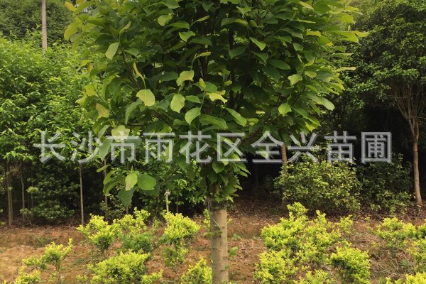 mmexport1531176747715