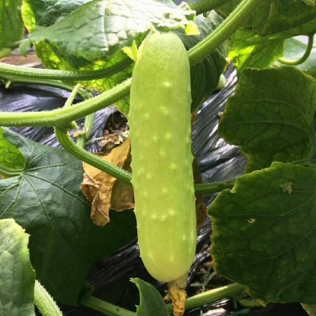 Haiyang White jade fruit cucumber Fresh fruit Vegetables and fruits Now pick now issued National recruit agents