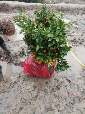 2年金橘带果金钱橘挂果金糖桔盆栽果树苗木盆景桔子苗农户直销|ru