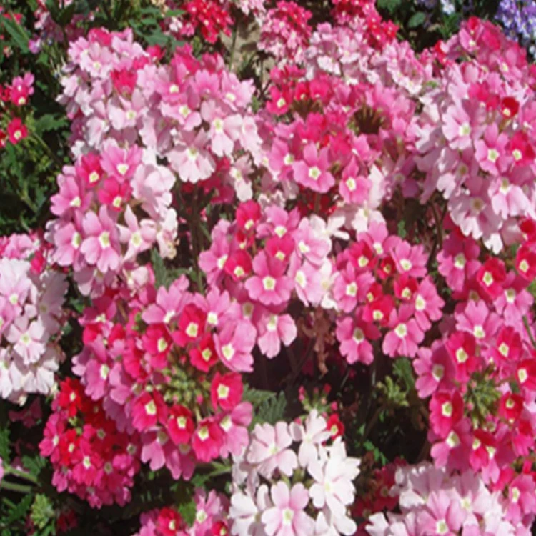 Трава Цветок Красота Семя Сакуры Тонкий Лист Красота Семян Сакуры Гарантия Качества Полное Разнообразие Большое Количество Отлично