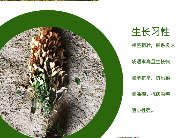 详情页模板-恢复的_03