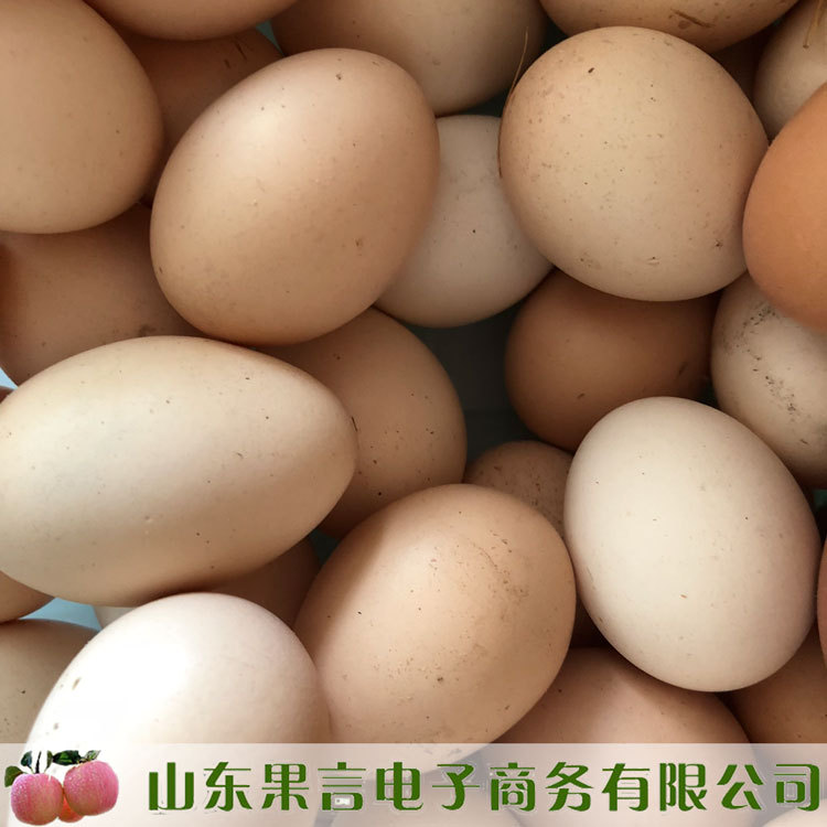 山東批發零售沂蒙山40枚草雞蛋自然放養土雞蛋