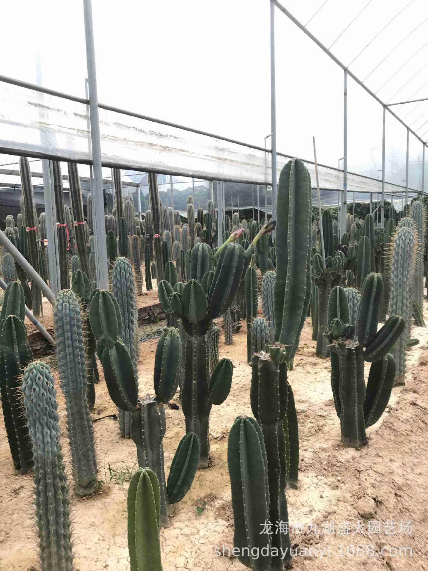 仙人掌武伦柱 量天尺 老乐柱 仙人镜 红太古北欧风格欧美室内盆栽-阿里巴巴