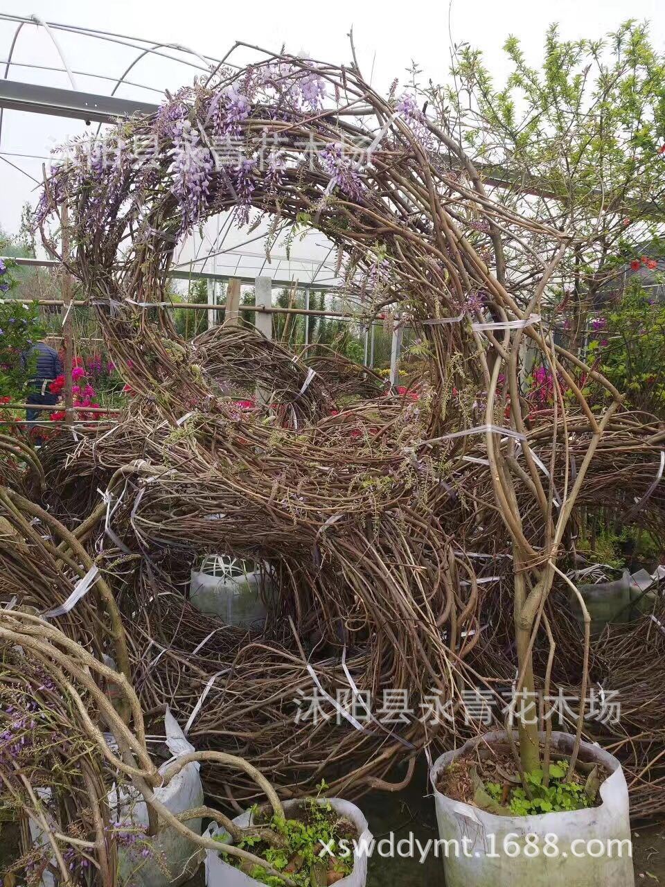 出售优质大规格紫藤 藤条长6 10米长度 可直接上花架 长穗紫藤 阿里巴巴