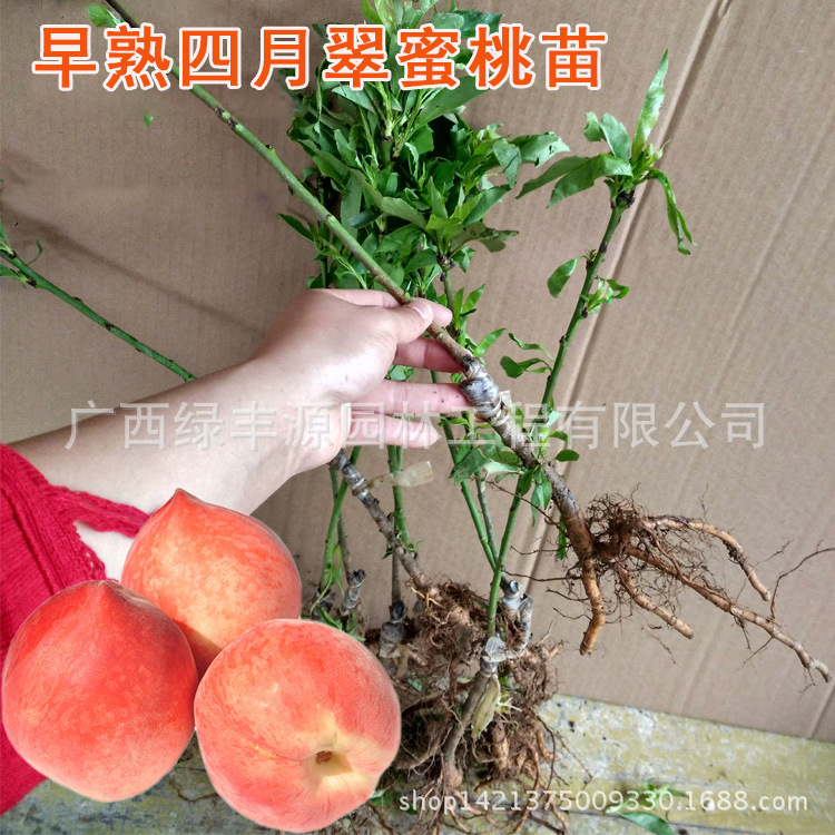 嫁接早熟桃苗 早熟四月脆蜜桃 广西果树果苗批发 优质矮化苗|ru