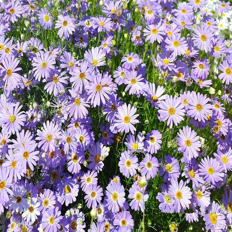 Цветы, пятицветные семена хризантемы, садовая земля, озеленение балкона, Цветочный пейзаж, полные сорта, большая сумма Скидки