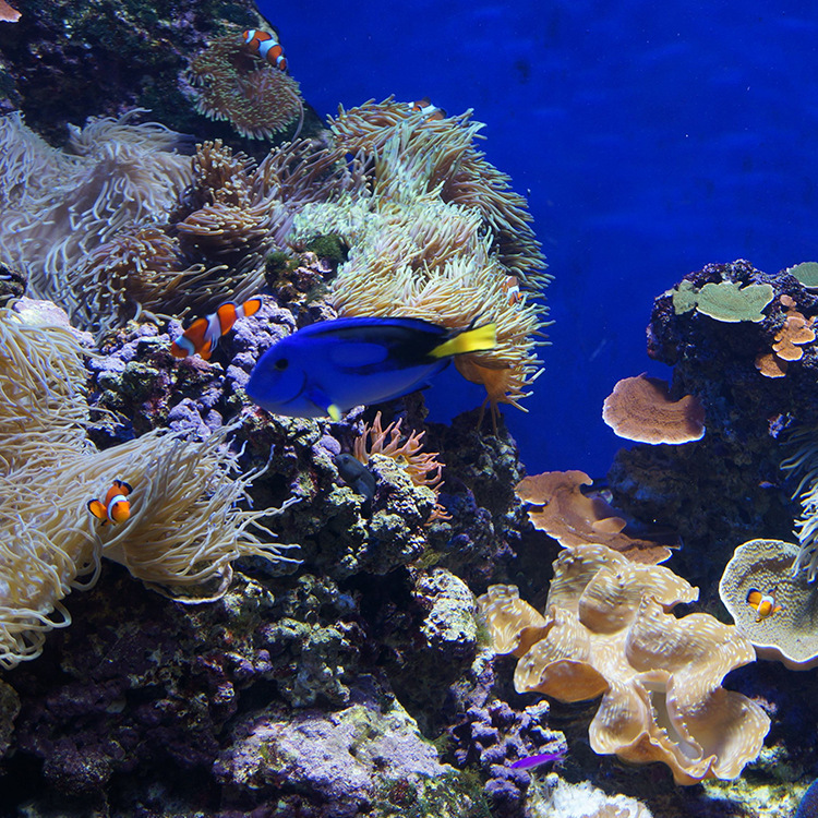海洋馆设计海底水族工程  超大型玻璃鱼缸大型亚克力鱼缸