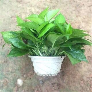180 # 360 plantas de maceta de orquídeas verdes flores de orquídeas colgantes de flores de planta verde de interior absorción de formaldehído aire purificado gran rosa verde