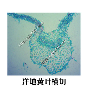 ����S�~�M����ș�����@΢�R��Ƭ �������