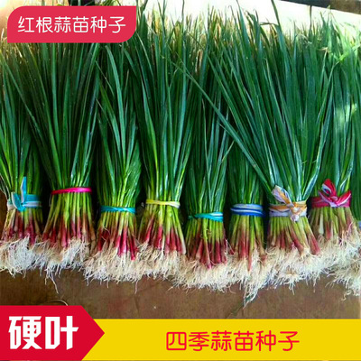 厂家批发四季蒜苗种子 可一年三茬连续种植 产量高 抗病害|ms