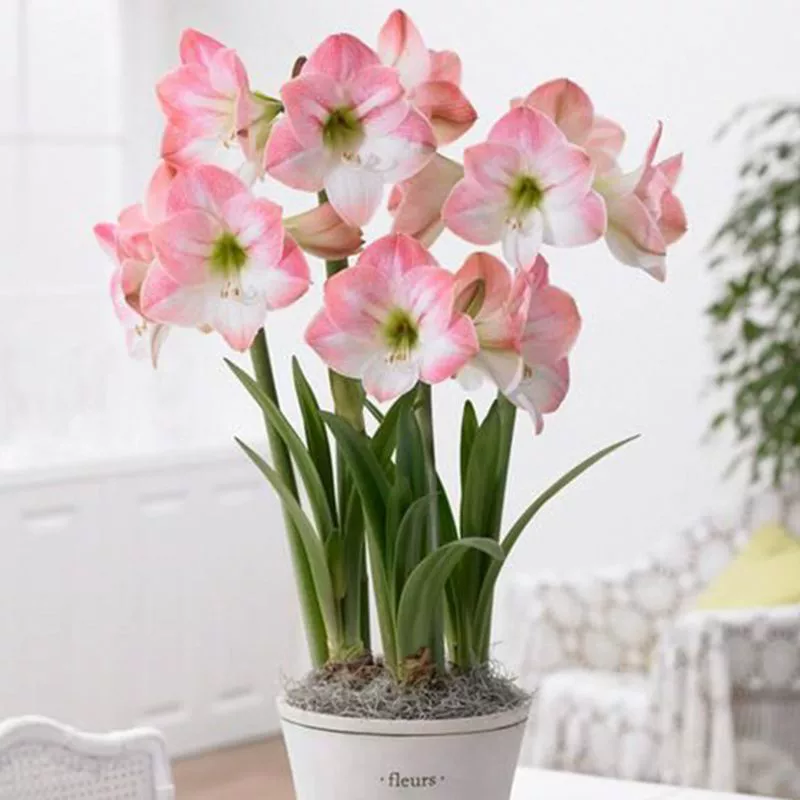 Оптовая Чжу Динхун семенной шар Балкон Двор лампы в горшках красочные многолетние семена лотоса шар четыре сезона цветочный горшок