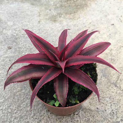 凤梨类花卉,蜻蜓凤梨_大山谷图库