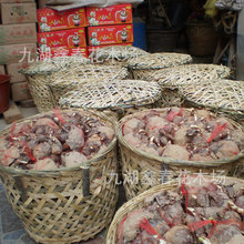 漳州水仙花头批发 二级水仙花球 标准二级 出口品种